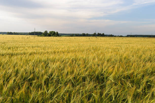 istock Field of ripe wheat 868331308