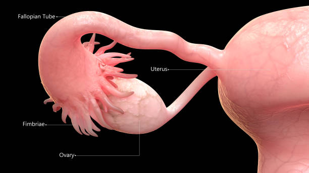 Female Reproductive System Anatomy 3D Illustration of Female Reproductive System Anatomy fallopian tube stock pictures, royalty-free photos & images