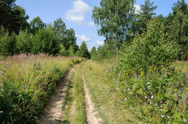 istock Dirt road in summer forest 868338786