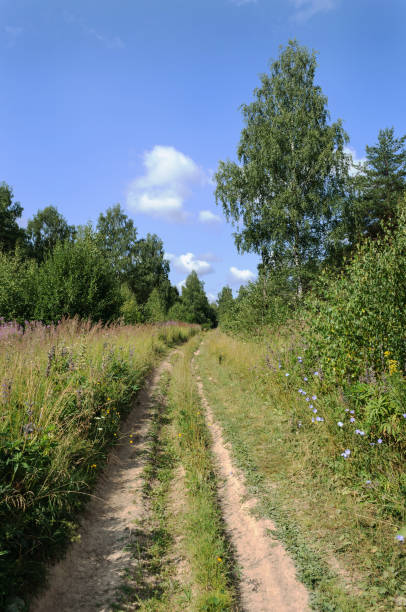 istock Dirt road in the forest 868338808