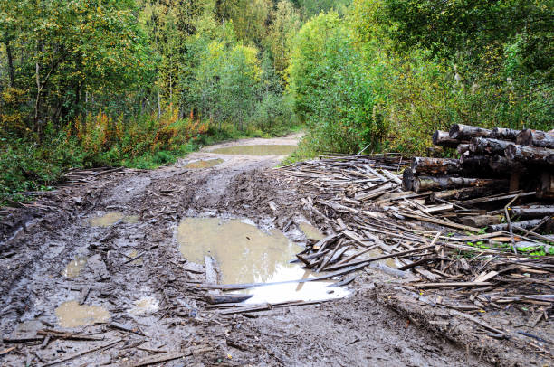 istock Large paddles on the dirt road 868339368