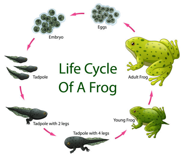 Life cycle of frog Vector illustration of Life cycle of frog amphibian stock illustrations