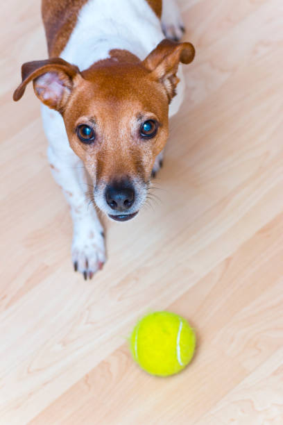 istock Jack Russell Terrier with ball calls for play 868341858