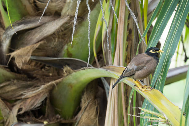 istock Common myna sitting on a branch of palm tree 868342286