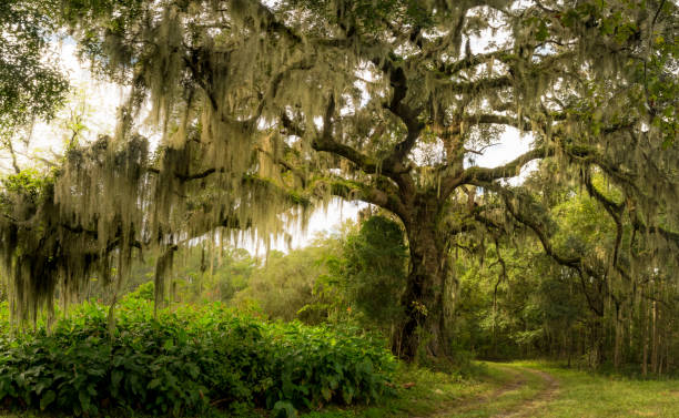Massive Live Oak Tree The massive Live oak tree draped in Spanish moss in the low country of South Carolina south photos stock pictures, royalty-free photos & images