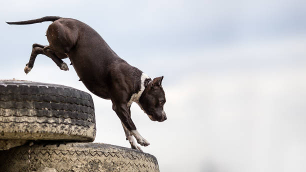 Background with stafford terrier dog jumping Background with stafford terrier dog jumping american stafford pitbull dog stock pictures, royalty-free photos & images