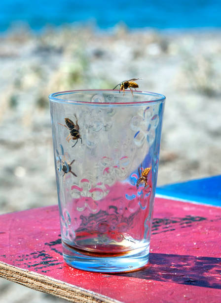 Asian hornet (Vespa velutina), also known as the yellow-legged hornet or Asian predatory wasp, is a species of hornet indigenous to Southeast Asia. It is of concern as an invasive species in European countries like France or Spain.