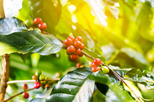 granos de café en los árboles - coffee plant fotografías e imágenes de stock