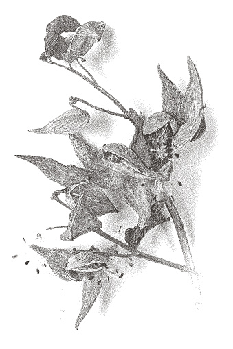 Mezzotint illustration of Milkweed plant and seeds pods. cut out.
