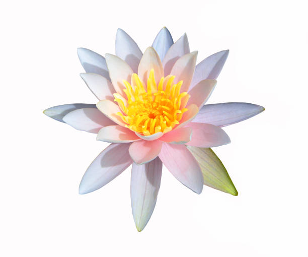istock Sweet lotus flower on white background, with clipping path 868359484