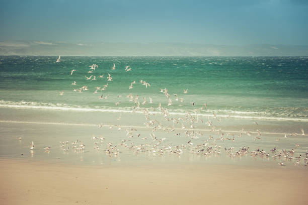istock Many birds flying above beautiful sandy ocean beach on hot summer day 868359498