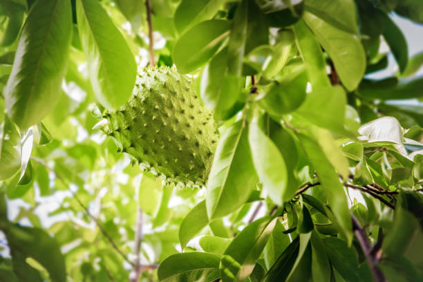 Soursop fruit on the tree whole growing Caribean Trinidad and Tobago Soursop fruit on the tree whole growing Caribbean Trinidad and Tobago anti-cancer medicinal qualities pics of a spiky fruit stock pictures, royalty-free photos & images