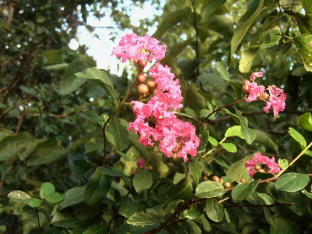 Pink flowers on a crape myrtle plant outdoors surrounded by other greenery