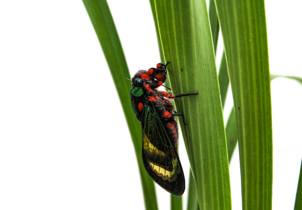 istock Beautiful Cicada Carineta diardi Climbing a Plant 868362804