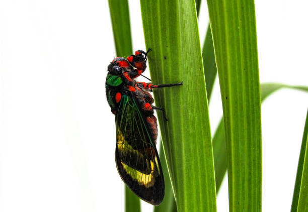 istock Beautiful Cicada Carineta diardi Climbing a Plant 868362832