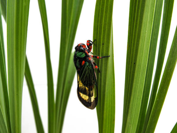 istock Beautiful Cicada Carineta diardi Climbing a Plant 868362948