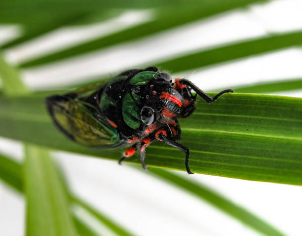 istock Beautiful Cicada Carineta diardi Climbing a Plant 868363082