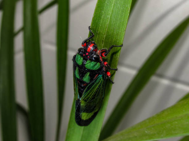 istock Beautiful Cicada Carineta diardi Climbing a Plant 868363190