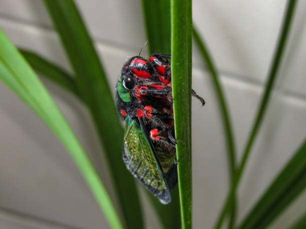 istock Beautiful Cicada Carineta diardi Climbing a Plant 868363204