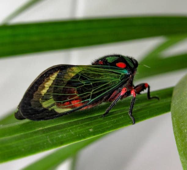 istock Beautiful Cicada Carineta diardi Climbing a Plant 868363214