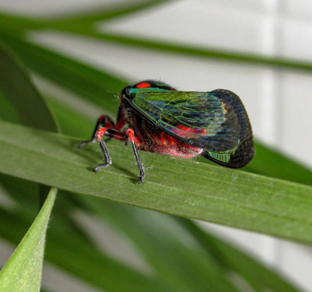istock Beautiful Cicada Carineta diardi Climbing a Plant 868363220