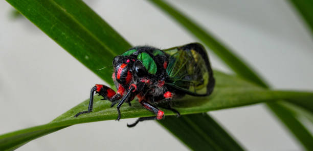 istock Beautiful Cicada Carineta diardi Climbing a Plant 868363236