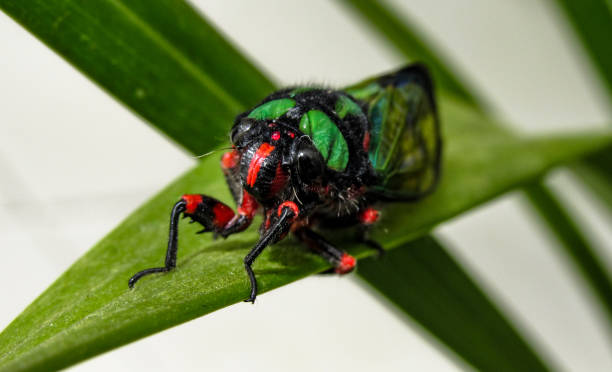 istock Beautiful Cicada Carineta diardi Climbing a Plant 868363238