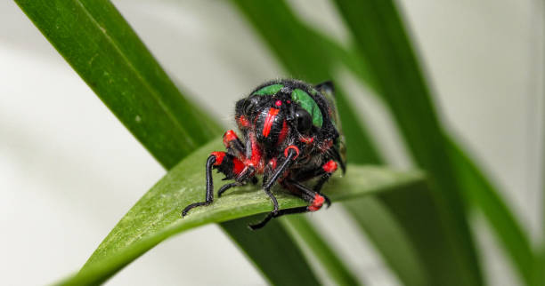 istock Beautiful Cicada Carineta diardi Climbing a Plant 868363246