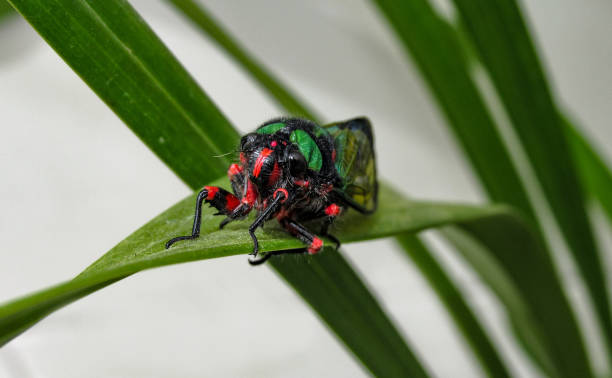 istock Beautiful Cicada Carineta diardi Climbing a Plant 868363256