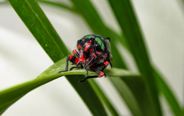 istock Beautiful Cicada Carineta diardi Climbing a Plant 868363270