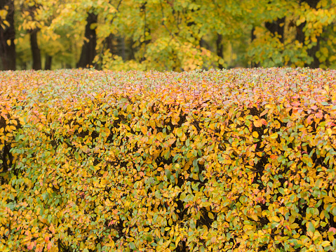 bush with colorful leaves in an autumn park