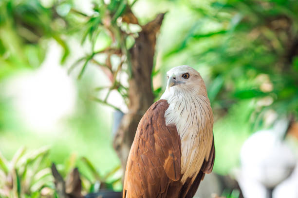 Eagle sitting on the branch, leaf blurred green nature background. Eagle sitting on the branch, leaf blurred green nature background. northern curly tailed lizard leiocephalus carinatus stock pictures, royalty-free photos & images