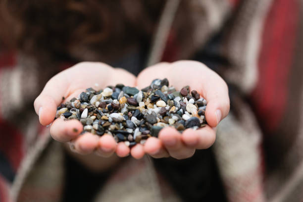 female palms holding pebble - beach stone wall one person imagens e fotografias de stock