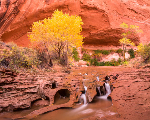 istock Small waterfall under large golden yellow cottonwood tree in fall 868368956
