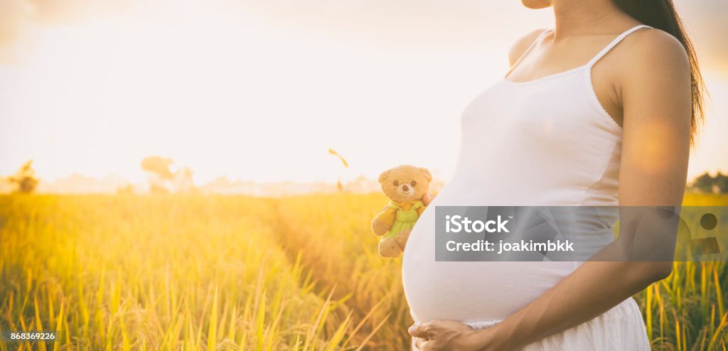 Pregnant lady in a rice field with teddy bear A young woman who is around 7 month pregnant holds her belly and a teddy bear at sunset time in a rice field in Asia with the sun coming down behind her. Pregnant Stock Photo