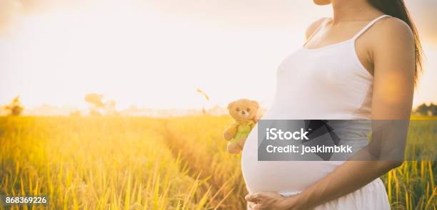 Pregnant Lady In A Rice Field With Teddy Bear Stock Photo - Download Image Now - Pregnant, Only Women, Outdoors