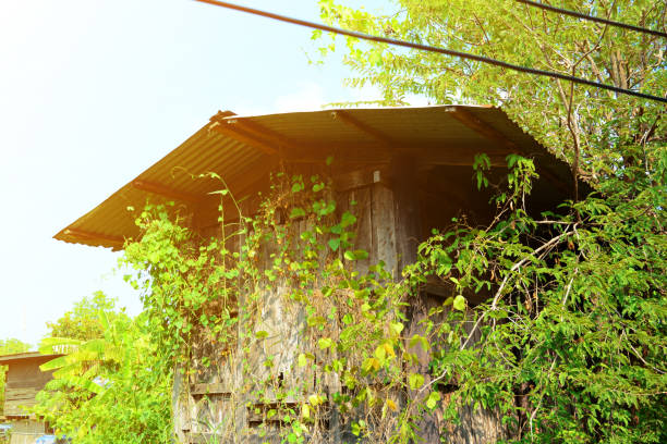 the ruin wood shed and creeper plants around