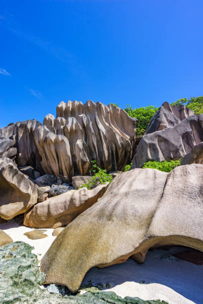 récifs coralliens et les rochers de granit grands palmiers sur la plage de grande anse, la digue, seychelles 37 - 7096 photos et images de collection