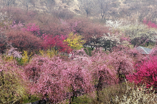 In early spring, plums have colorful flower in Japan.