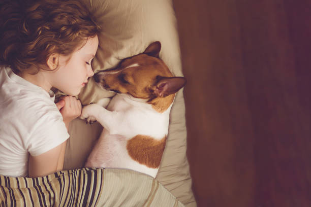 dolce ragazza riccia e jack russell cane dorme di notte. - bedroom accessories foto e immagini stock