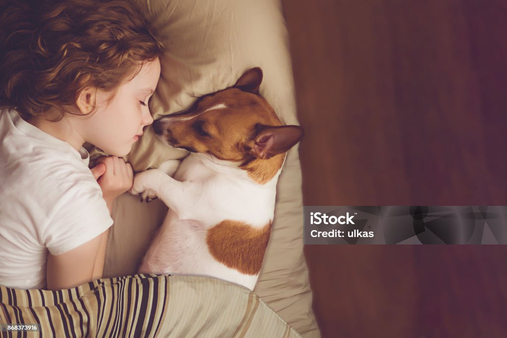 Doce menina encaracolada e jack cão russell está a dormir na noite. - Foto de stock de Cão royalty-free