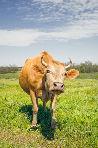 istock Cow in the pasture. Peaceful rural landscape 868376868
