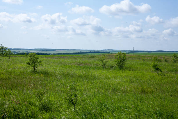 istock rural landscape green grass and trees 868376960