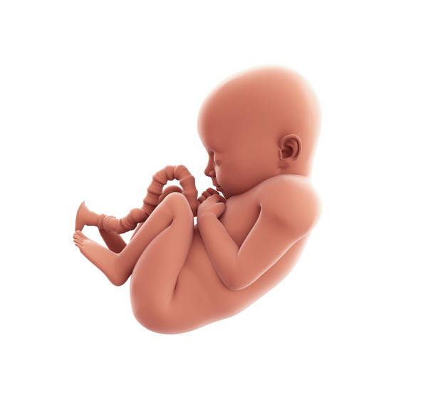 human fetus illustration - placenta baby childbirth newborn imagens e fotografias de stock