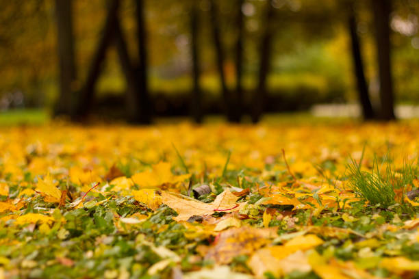 istock Yellow maple foliage covering grass at a glade in a park by an autumn day with blurred tree trunks as a background. 868380558
