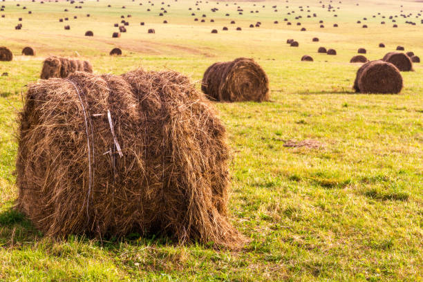 istock Autumn landscape with fields and dry grass (hay) in swaths (windrows). 868380634