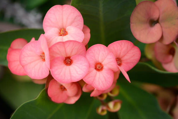 istock Flowering Euphorbia milii,red Flower 868381212