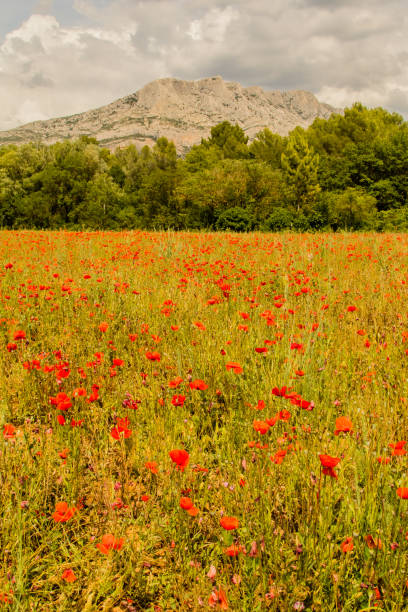 istock Sainte Victoire mountain and poppies 868381496