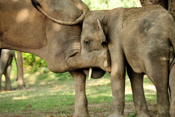 istock asian elephant Joke play Kickers back 868381802