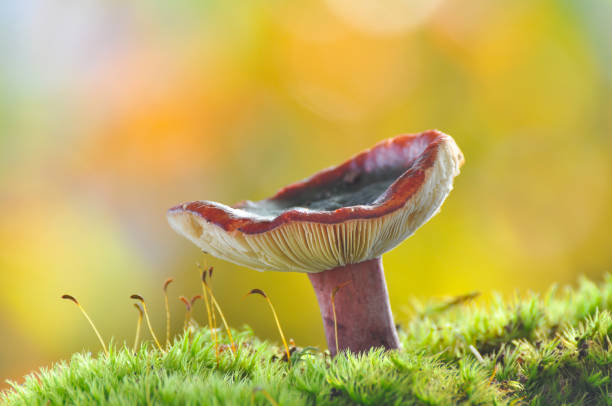 istock Red russula mushroom in moss in forest. 868384216